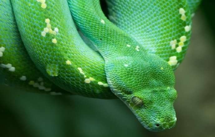 Python for Absolute Beginners 2020 Free Course - Udemy