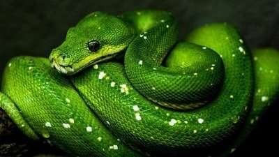 Python Programming Build 15 Applications Online Course Free